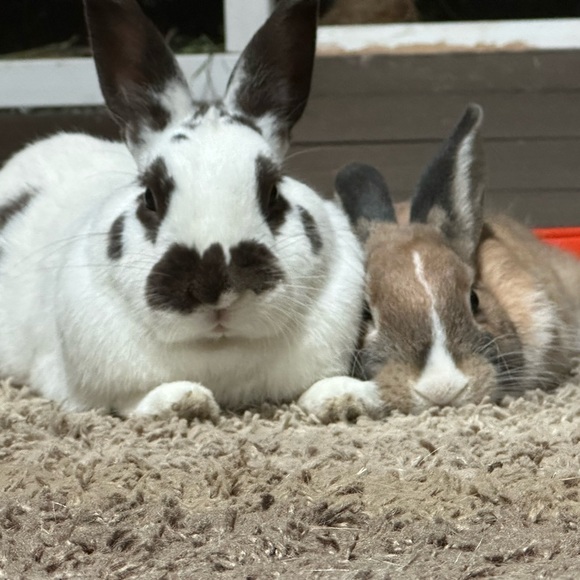 Meet your Posher, Heather - Picture 3 of 4